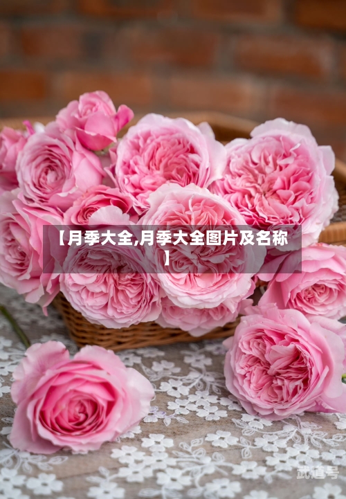 【月季大全,月季大全图片及名称】