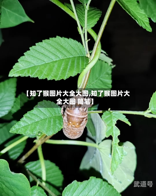 【知了猴图片大全大图,知了猴图片大全大图 简笔】