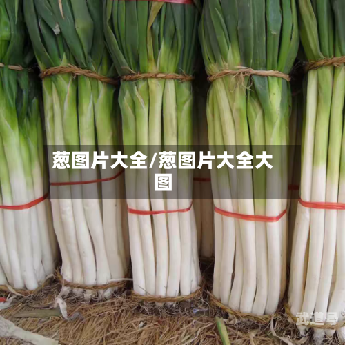 葱图片大全/葱图片大全大图