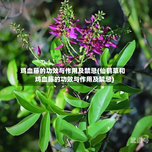 鸡血藤的功效与作用及禁忌(仙鹤草和鸡血藤的功效与作用及禁忌)