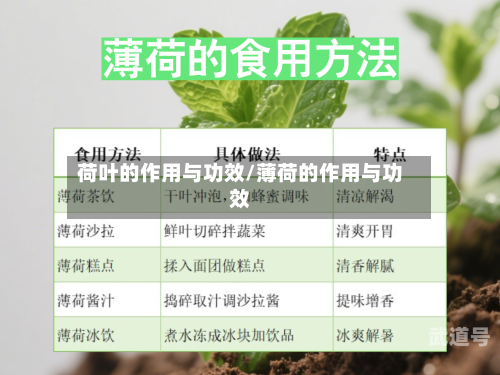 荷叶的作用与功效/薄荷的作用与功效