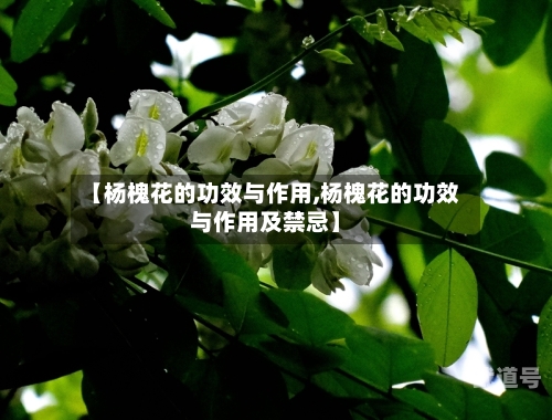 【杨槐花的功效与作用,杨槐花的功效与作用及禁忌】