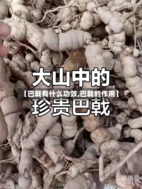 【巴戟有什么功效,巴戟的作用】