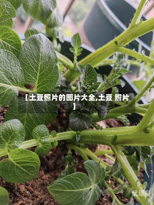 【土豆照片的图片大全,土豆 照片】-第1张图片