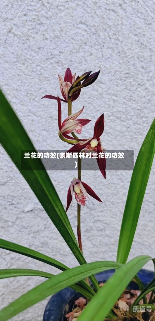 兰花的功效(啊斯匹林对兰花的功效)