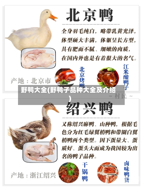 野鸭大全(野鸭子品种大全及介绍)