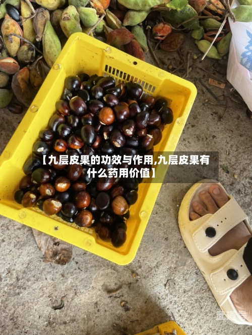 【九层皮果的功效与作用,九层皮果有什么药用价值】