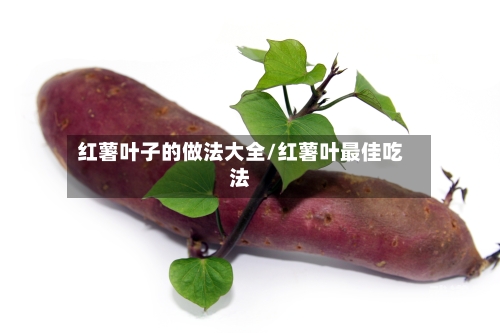 红薯叶子的做法大全/红薯叶最佳吃法