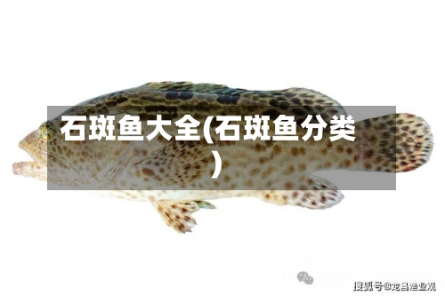 石斑鱼大全(石斑鱼分类)