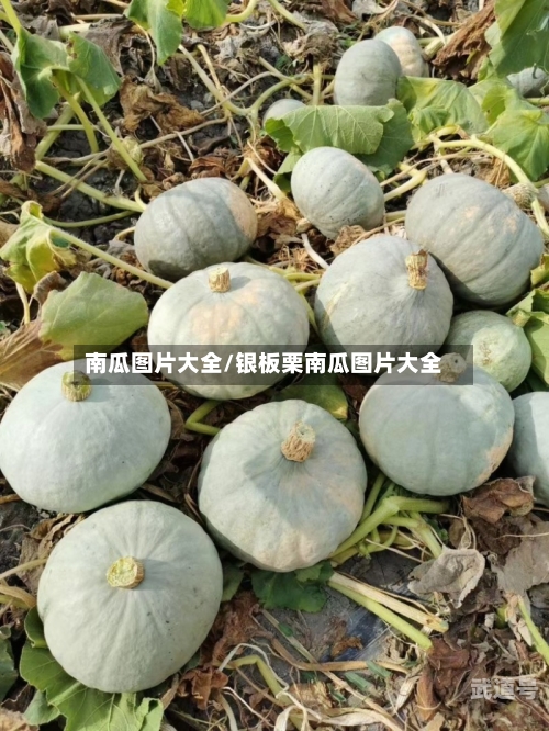 南瓜图片大全/银板栗南瓜图片大全