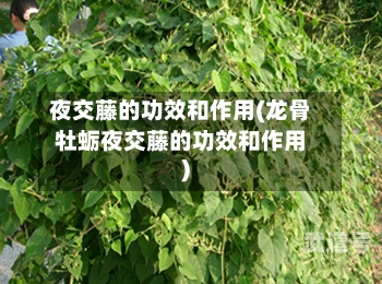 夜交藤的功效和作用(龙骨牡蛎夜交藤的功效和作用)