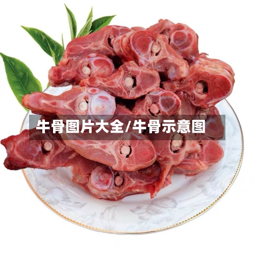 牛骨图片大全/牛骨示意图