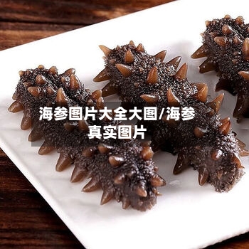 海参图片大全大图/海参真实图片