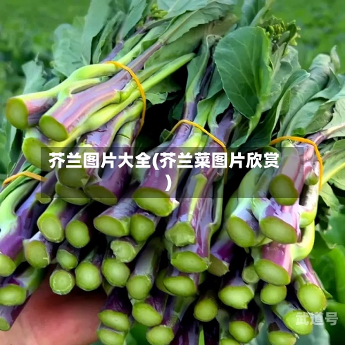 芥兰图片大全(芥兰菜图片欣赏)-第1张图片