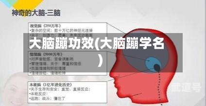大脑蹦功效(大脑蹦学名)