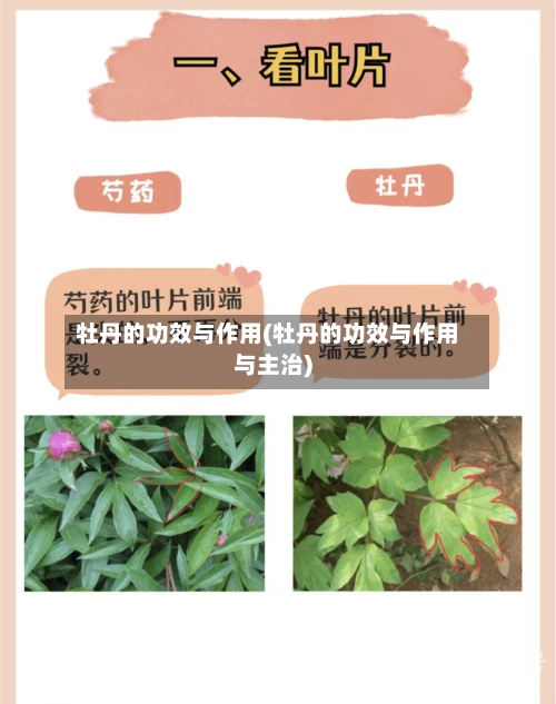牡丹的功效与作用(牡丹的功效与作用与主治)-第3张图片