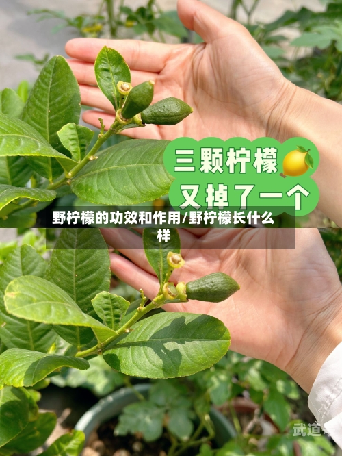 野柠檬的功效和作用/野柠檬长什么样