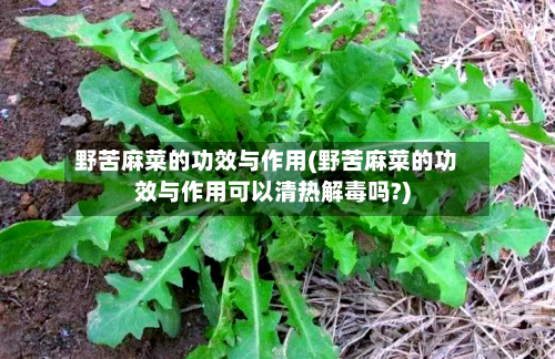 野苦麻菜的功效与作用(野苦麻菜的功效与作用可以清热解毒吗?)