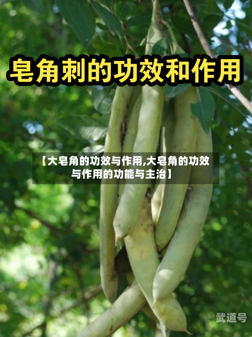 【大皂角的功效与作用,大皂角的功效与作用的功能与主治】