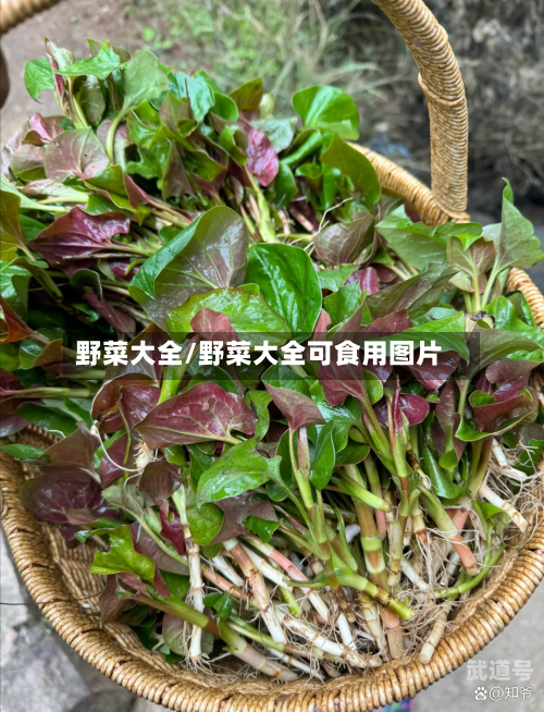 野菜大全/野菜大全可食用图片-第3张图片